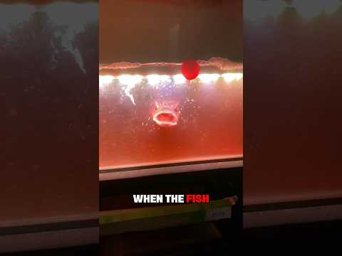 He Caught A Fish, But Something Is Terribly Wrong ๐ฑ