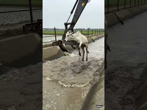 Using an excavator to rescue the cow that fell into the canal