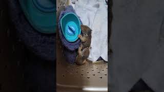 Welcome Dash and Violet