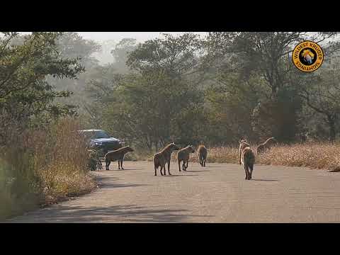 Spotted On The Road: Hyena Clan Meet Up!