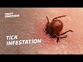 Understanding Ticks and Disease Transmission