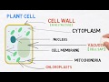 Exploring Plant and Animal Cell Structures