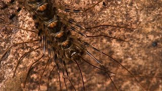 Watch centipedes eat bats and cockroaches in a cave. Warning: not for the easily scared