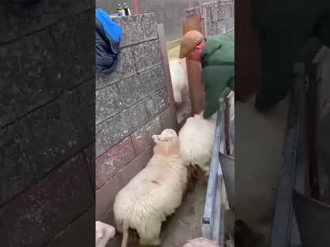 Cómo FUNCIONA una GRANJA de OVEJAS en EEUU?  🤔