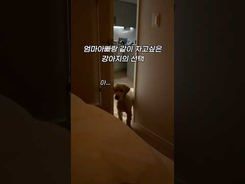 엄마아빠랑 같이 자고싶은 강아지의 선택