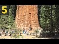 Famous Trees and Their Facts