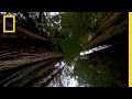 Exploring the Redwood Canopy