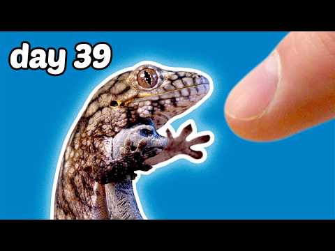 Making Friends with a Baby Lizard in 39 Days