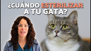 🎯¿A los cuántos MESES se puede ESTERILIZAR A UNA GATA?🐱✅Todo lo que debes saber