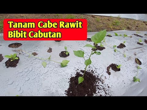 Tanam cabe ori 212 bibit cabutan