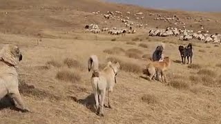 ATEŞ GİTTİĞİ YERDE SÜRÜ KÖPEKLERİNE GÖZ AÇTIRMIYOR. FIRTINADAN SONRA GELEN YAĞMUR BEREKETİ.