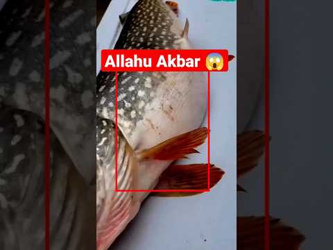 Allahu Akbar ? | Allah Ki Qudrat | Viral Video #viralvideo #shortfeed #tranding
