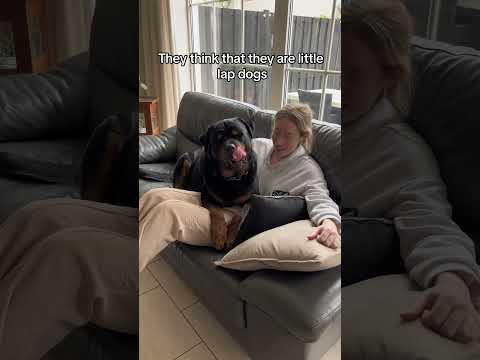 Watch till the end for the funniest part🤣🐶❤️ #dog #dogs #rottweiler #rottweilerpuppy #rotty