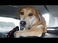Dogs' Roles and Quirks in Life