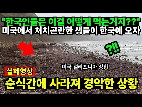 "한국인들은 이걸 어떻게 먹는거지??" 미국에서 처치곤란한 생물이 한국에 오자 순식간에 사라져 경악한 상황