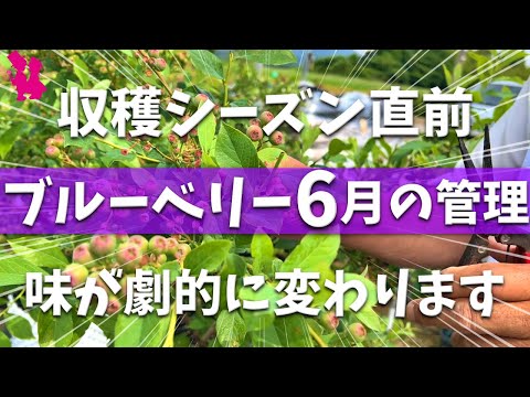 【味が決まる】ブルーベリー6月の作業と管理をプロ農家が実演解説