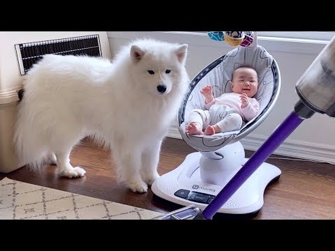 청소기로부터 아기를 지켜주는 강아지