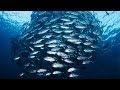 Saving the Oceans to Feed the World