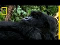 Mountain Gorillas and George Shaller's Research