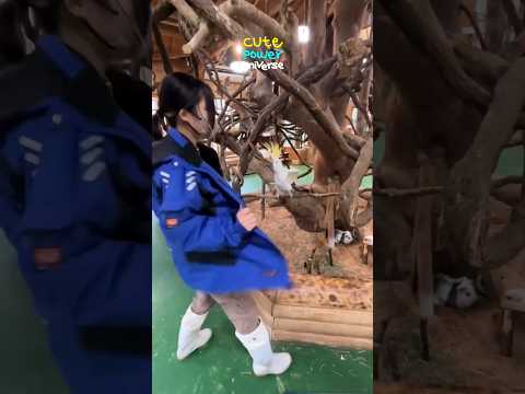 🩷💛 기분이 좋아지는 엉뚱한 동물들의 시간 💚❤️