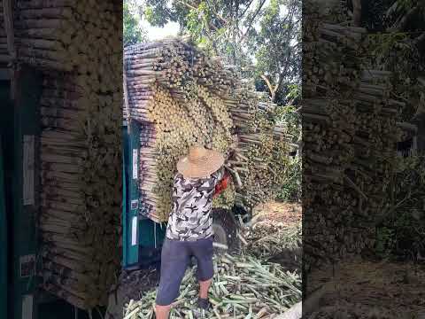 Công đoạn cắt ngọn mía đỉnh cao