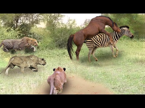 Lions And Leopard Attack The Wild Horses When They Become Too Excited In Their Territory