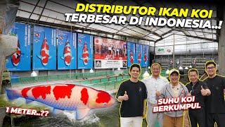 KOI CHAMPION KUMPUL SEMUA DI TEMPAT INI..!! GEDE2 BANGETTTTT