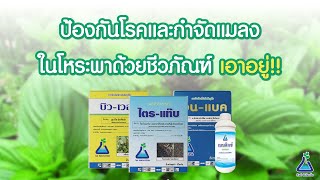 ป้องกันโรคและแมลงในโหระพาด้วยชีวภัณฑ์ เอาอยู่!! I TAB Innovation