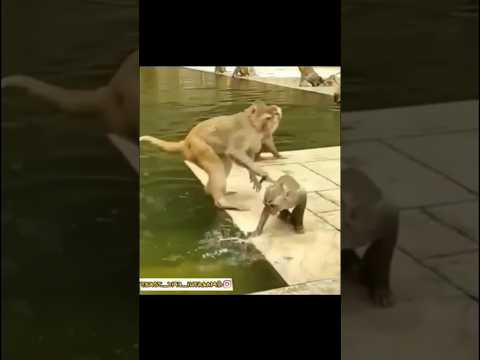 Funny dabbing monkey bath with cold water #shorts #dabbingvideo