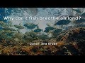 Understanding Fish and Their Breathing Mechanisms