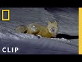 Nature's Lessons: Survival Decisions
