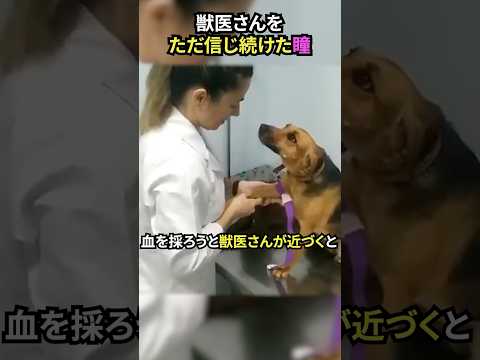 獣医さんをただ信じ続けた瞳