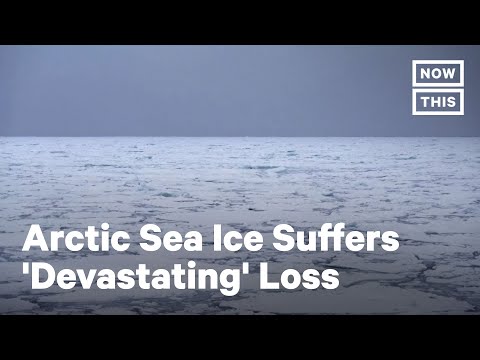 Arctic Sea Ice Shrinks to Second-Lowest Level in History | NowThis