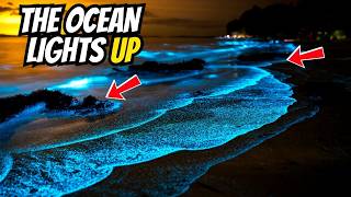 Glow in the Dark The Magic of Bioluminescence in Nature