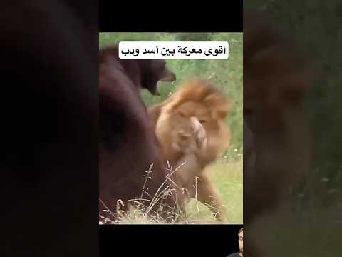 أسد و دب جائع أقوى معركة #اكسبلور #wildlife #short#animals#animallife#trending #shortvideo #shorts##