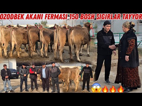 😳 Ozodbek Akani Fermasi 150 Bosh Sigirlar Tayyor  Baraka Varyandlari 🔥🔥🔥