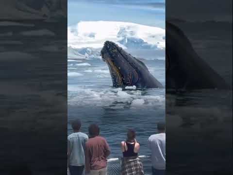 Merekam Paus saat sedang berlayar #animals #shorts