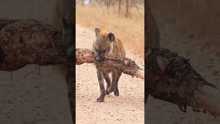 Lone Hyena Carrying Entire Elephant Leg