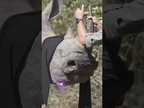 YOU won't BELIEVE what they do to Rhinos and MOST don't know this.