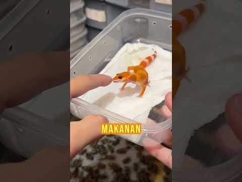 Cek IG: @wachigecko.idn jika ingin adopt gecko 🫶🏻 atau klik link di bio aja 🔥