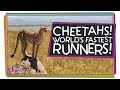 Cheetah Hunting Techniques and Adaptations