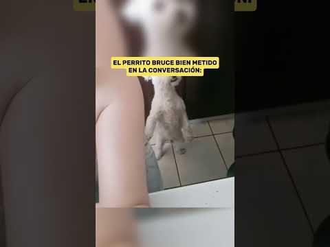 Este Perro comprende Toda la Conversación: