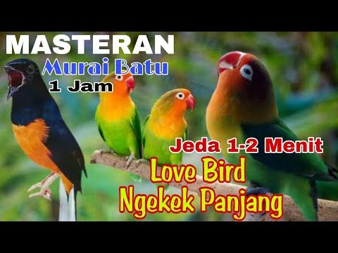 Masteran Love Bird Ngekek Panjang jeda 1-2 menit‼️@rmbfchannel
