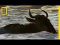 Wildebeest Migration and Challenges