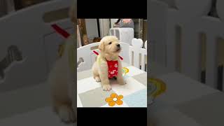 Best Funny Animal Videos 2023 - Funniest Dogs And Cats Videos 😅 😇 Cute Animal video😍 Cute Animals