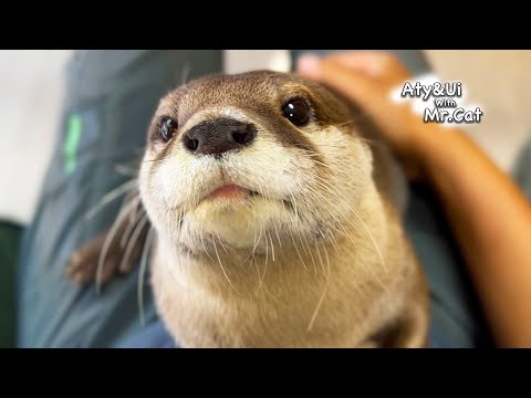 Funny Otter in Heavy Rain [Otter Life Day 846]