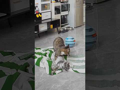 Wake up‼️ Hurry up and see it. #cat #kitten #cutecat #cute #catlife #cuteanimal #funny #catvideos