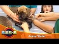 Understanding Animal Care and Safety