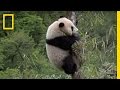 Giant Pandas in the Wild