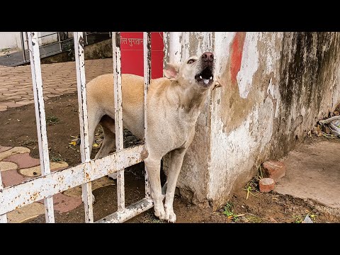 A Dog was Rescued after being Stuck in an iron gate. | Dog Stuck